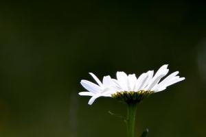 Blume